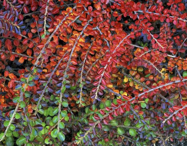 OR, Multnomah Co, Leaves of cotoneaster plant